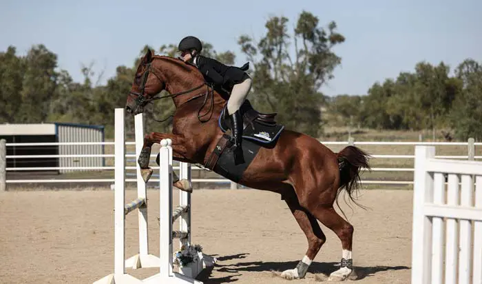 Woman jumping an obstacle on a horse